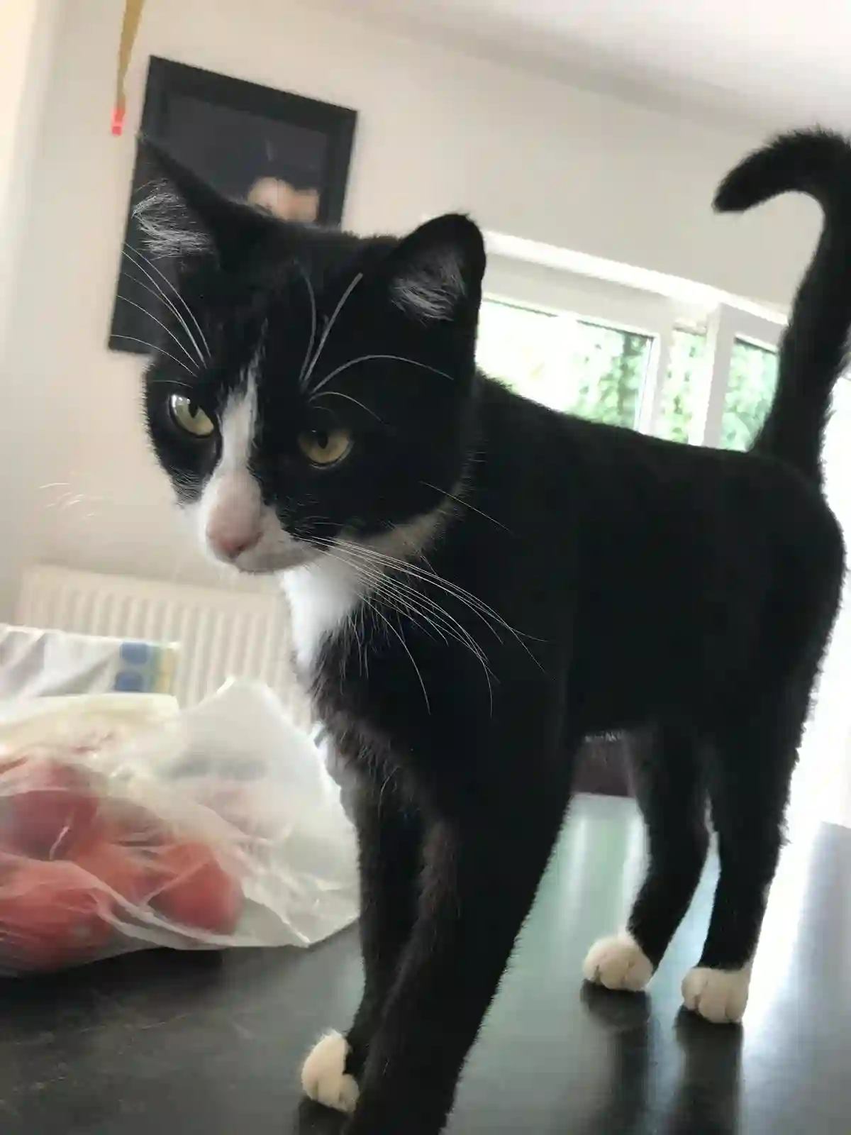 Chat Perdu 68 Haut-Rhin Mulhouse - Markus Chat Perdu 68 Haut-Rhin Mulhouse - Markus