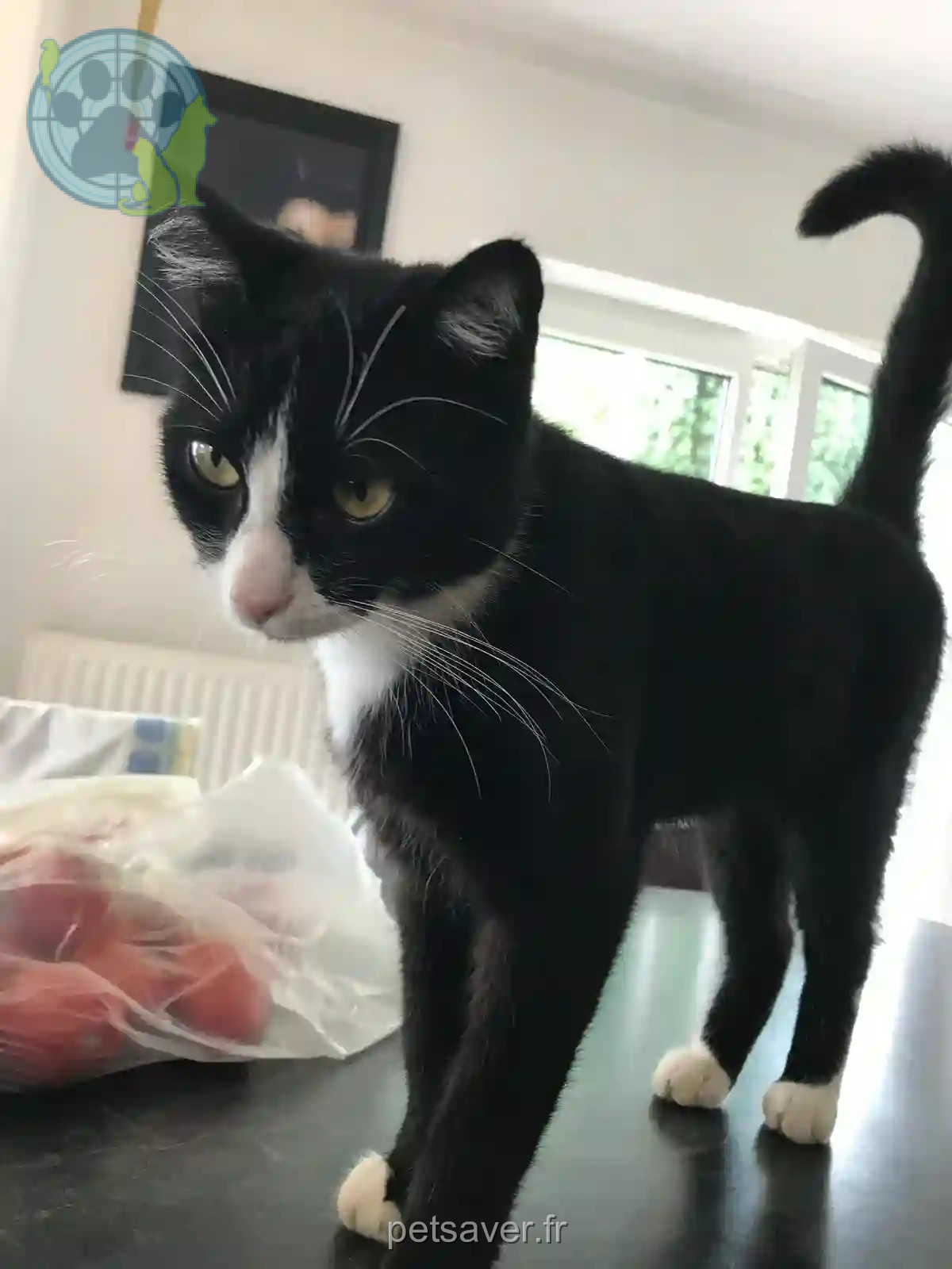 Chat Perdu 68 Haut-Rhin Mulhouse - Markus Chat Perdu 68 Haut-Rhin Mulhouse - Markus