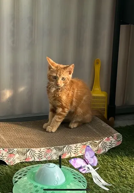 chat lost    Mulhouse Miki