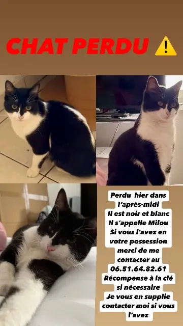 chat lost    Mulhouse Milou
