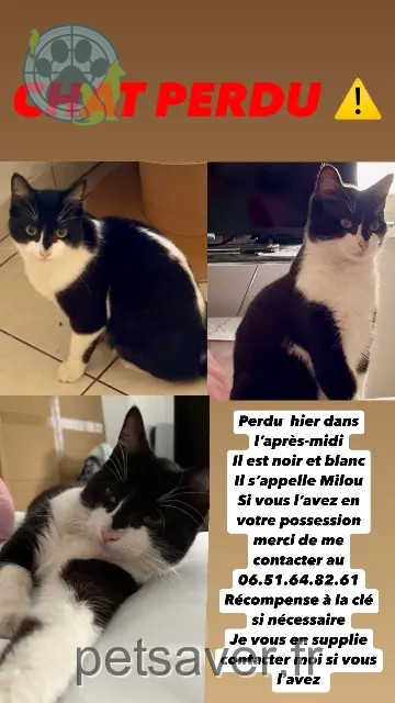 gatto perso Mulhouse Milou gatto lost Mulhouse Milou
