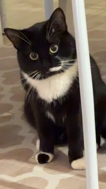 chat lost    Mulhouse Mimi