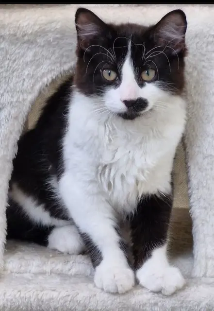 chat lost    Mulhouse Minouche