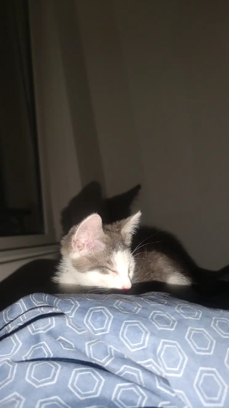 Chat Perdu 68 Haut-Rhin Mulhouse - Nous Chat Perdu 68 Haut-Rhin Mulhouse - Nous