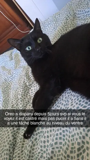 chat lost    Mulhouse Oreo