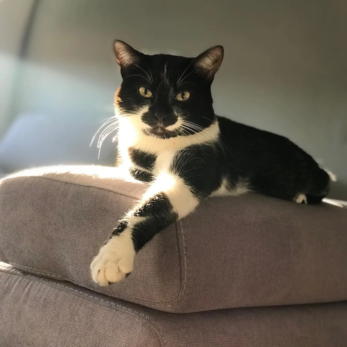 Chat Perdu 68 Haut-Rhin Mulhouse - Oreo Chat Perdu 68 Haut-Rhin Mulhouse - Oreo