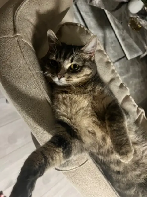 chat lost    Mulhouse Patik duman
