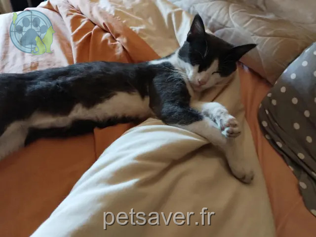 Kater vermisst Mulhouse Pirate Kater lost Mulhouse Pirate