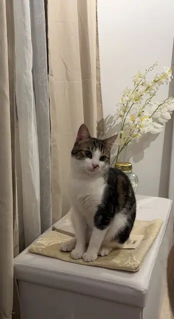 chat lost    Mulhouse Popeye