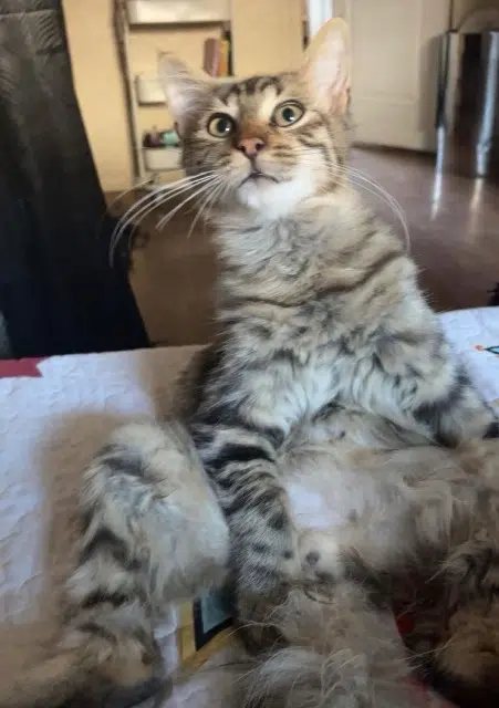 cat lost    Mulhouse Poupoune