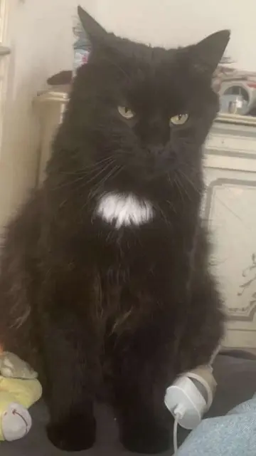chat lost    Mulhouse Puppy