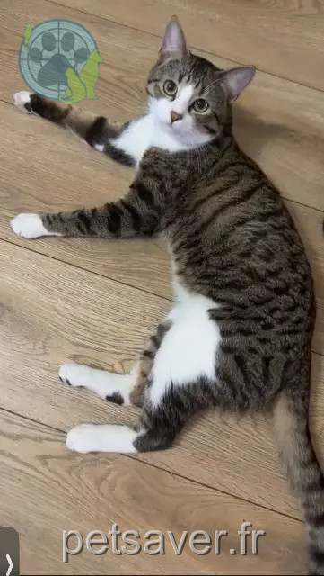 Kater vermisst Mulhouse Ragnar Kater lost Mulhouse Ragnar