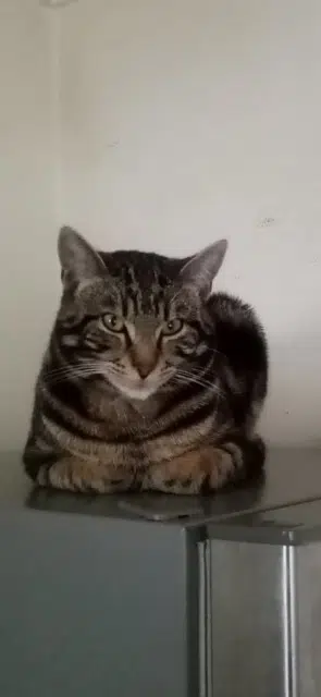 chat lost    Mulhouse Rocco