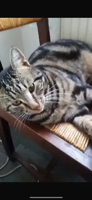 chat lost    Mulhouse Rocco