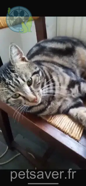 kater vermist Mulhouse Rocco kater lost Mulhouse Rocco