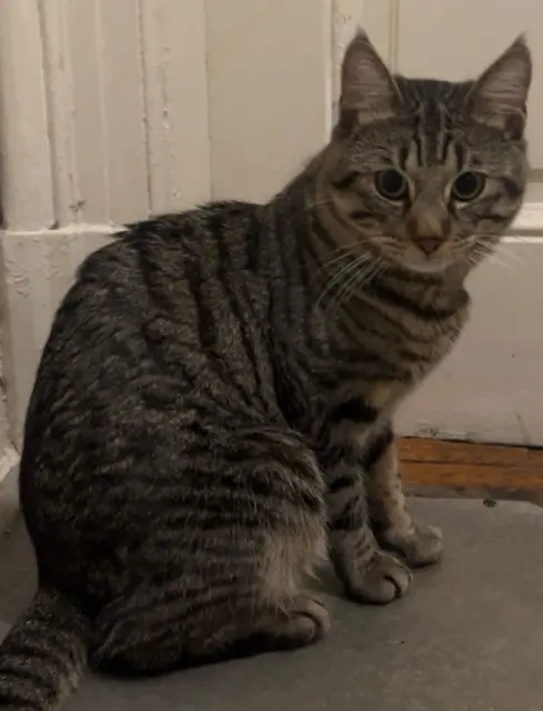 chat lost    Mulhouse Simba