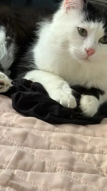 chat lost    Mulhouse Smooky