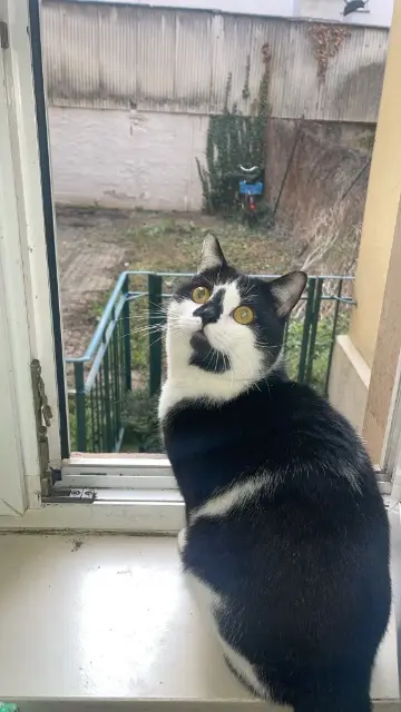 chat lost    Mulhouse Tatah
