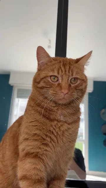 chat lost    Mulhouse Tigrou