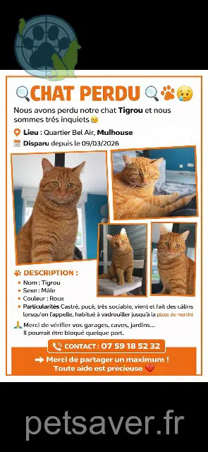 chat lost    Mulhouse Tigrou