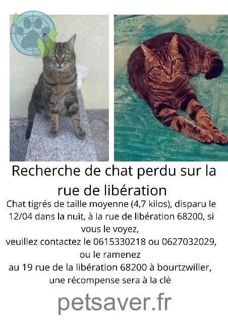 gato lost    Mulhouse Tommy