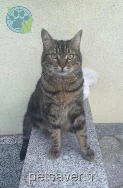 chat lost    Mulhouse Tommy