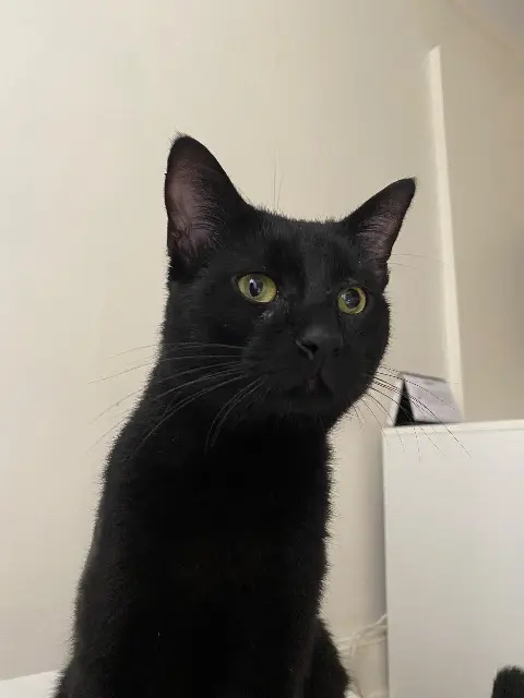 chat lost    Mulhouse Winnie