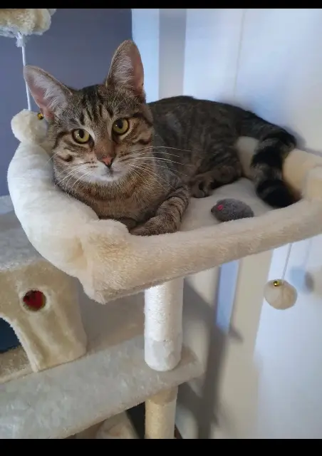 chat lost    Mulhouse Yuki