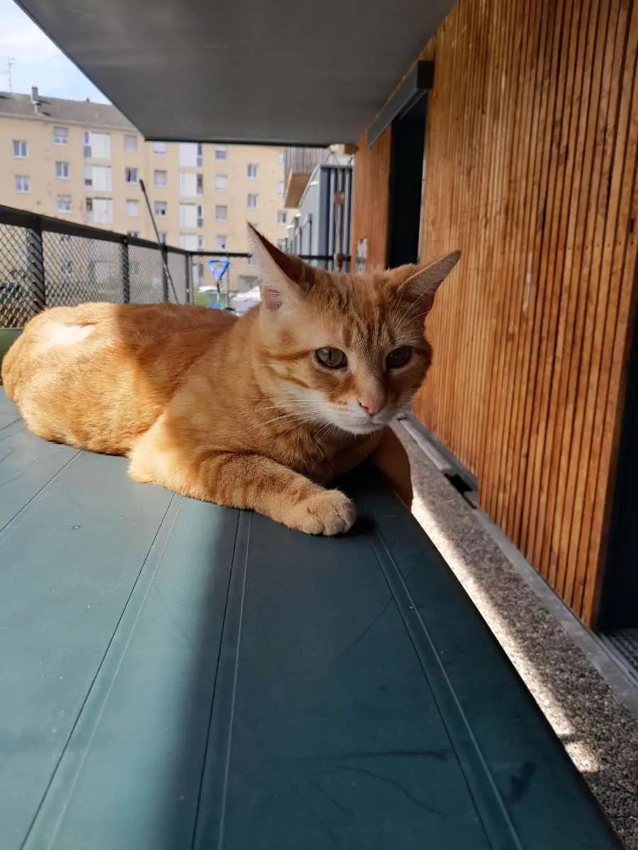 Chat Perdu 68 Haut-Rhin Mulhouse Chat Perdu 68 Haut-Rhin Mulhouse