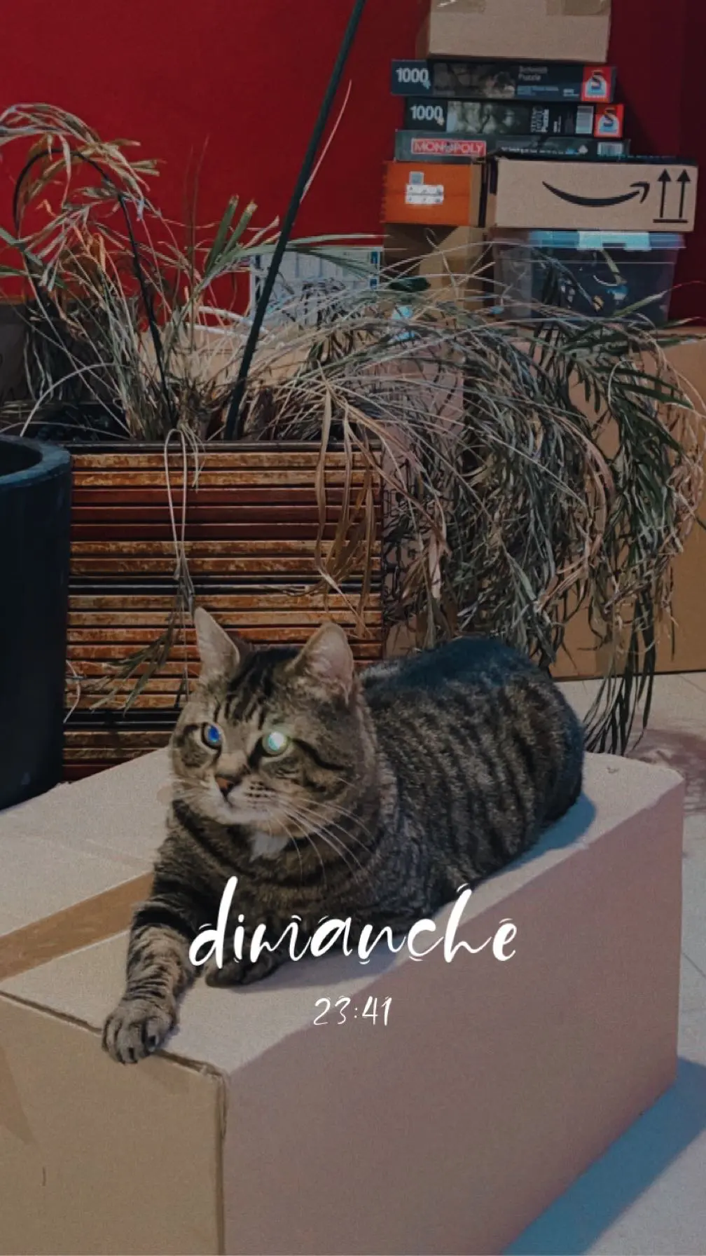 Chat Perdu 68 Haut-Rhin - Mushu Chat Perdu 68 Haut-Rhin - Mushu