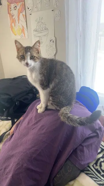 chat lost   68510 Sierentz Nala