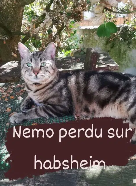 chat lost   68440 Habsheim Nemo