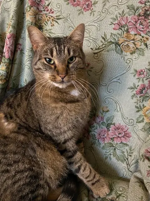 Kater vermisst 68210 Wolfersdorf Netsu Kater lost 68210 Wolfersdorf Netsu