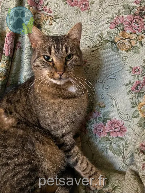 gatto perso 68210 Wolfersdorf Netsu gatto lost 68210 Wolfersdorf Netsu
