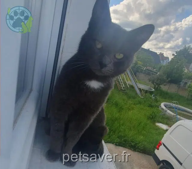 chat lost 68310 Wittelsheim Noisette