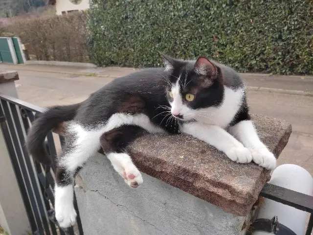 chat lost   68650 Lapoutroie NONO-NOCTIS