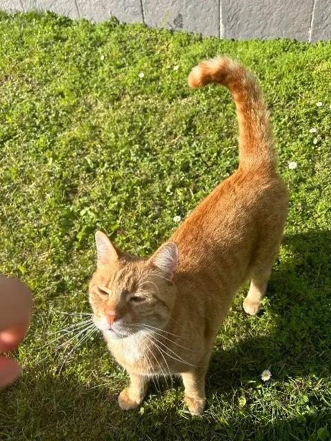 chat lost   68330 Huningue Nono ou Whisley