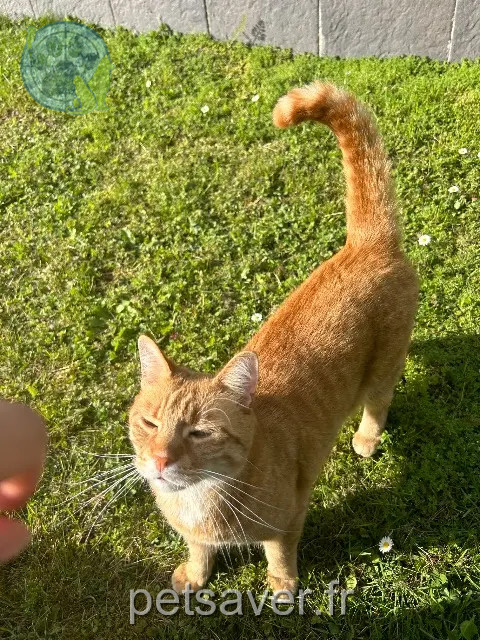 cat lost 68330 Huningue Nono ou Whisley cat lost 68330 Huningue Nono ou Whisley
