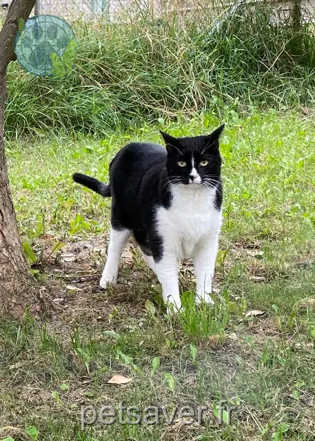 gatto perso 68760 Willer-sur-Thur Nouki gatto lost 68760 Willer-sur-Thur Nouki