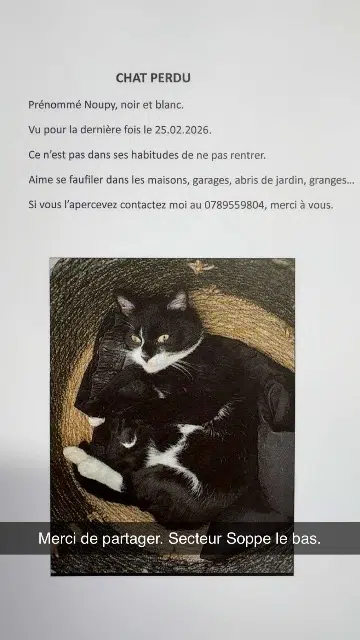chat lost   68780 Soppe-le-Bas Noupy