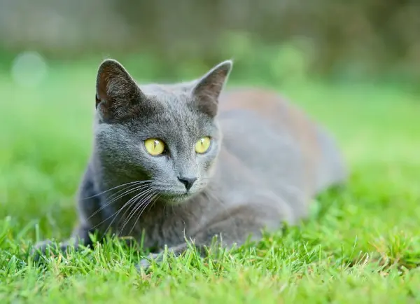 gatto perso 68380 Muhlbach-sur-Munster O'malley gatto lost 68380 Muhlbach-sur-Munster O'malley