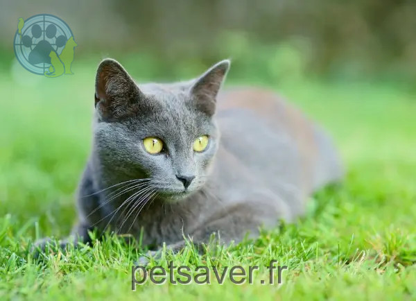 cat lost 68380 Muhlbach-sur-Munster O'malley cat lost 68380 Muhlbach-sur-Munster O'malley
