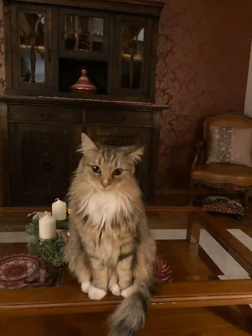 Chat Perdu 68 Haut-Rhin - Odin Chat Perdu 68 Haut-Rhin - Odin