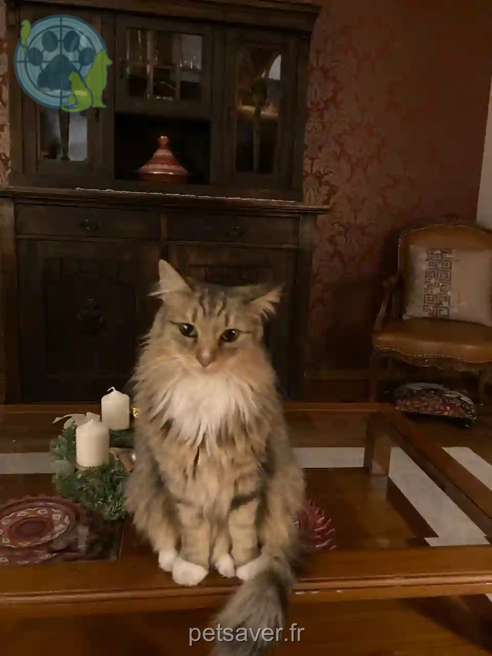Chat Perdu 68 Haut-Rhin - Odin Chat Perdu 68 Haut-Rhin - Odin
