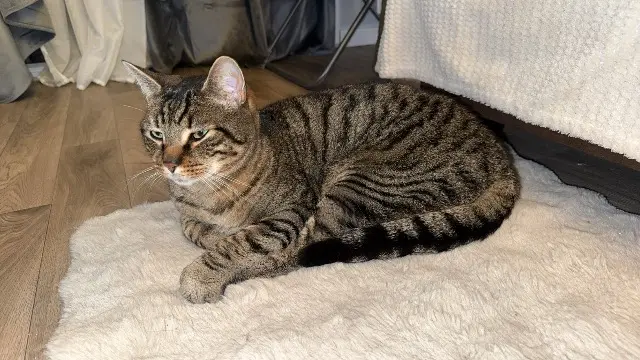 chat lost   68600 Volgelsheim Ody