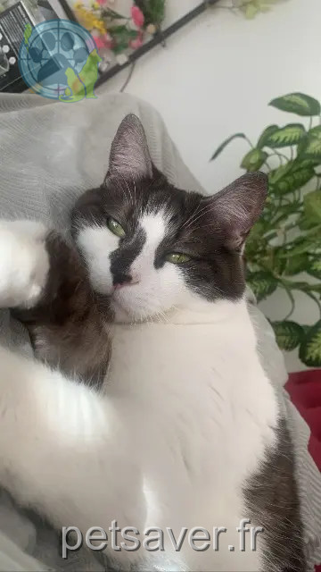 gatto perso 68128 Rosenau Olaf gatto lost 68128 Rosenau Olaf