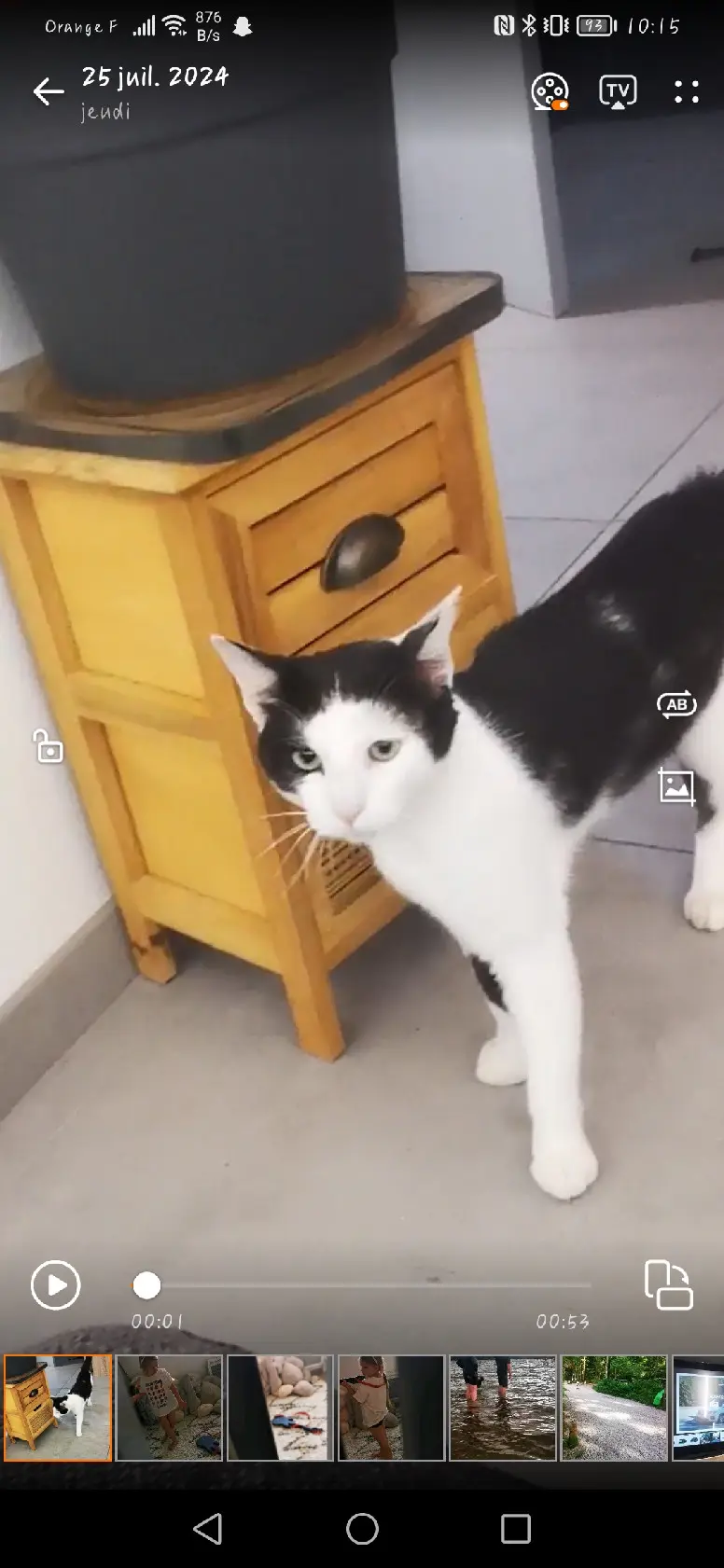 Chat Perdu 68 Haut-Rhin - Oliver Chat Perdu 68 Haut-Rhin - Oliver