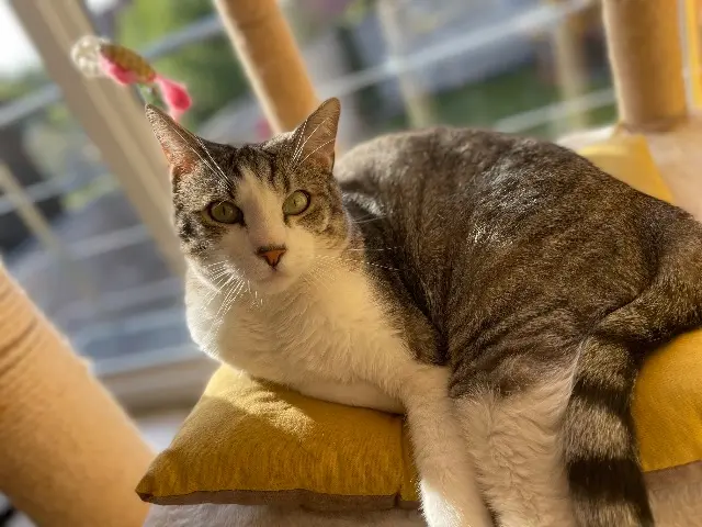 chat lost   68510 Helfrantzkirch Omeyer