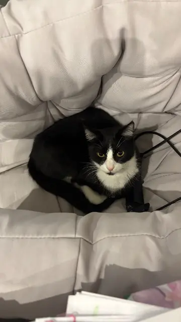 chat lost   68360 Soultz-Haut-Rhin Oréo