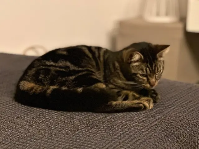 chat lost   68720 Frœningen Oscar